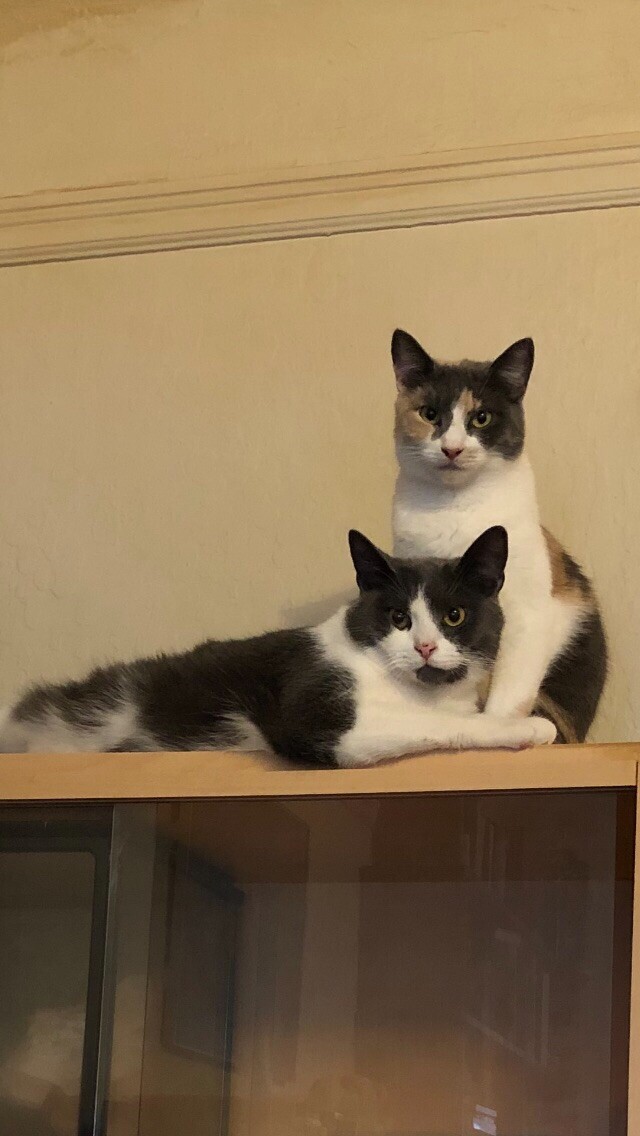 Alexa & Siri Edwards