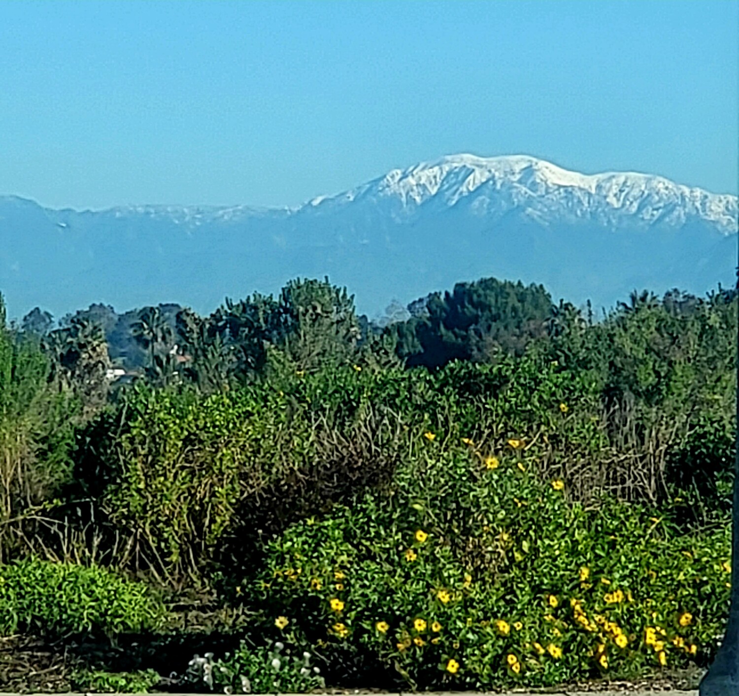 Blooming flowers in February