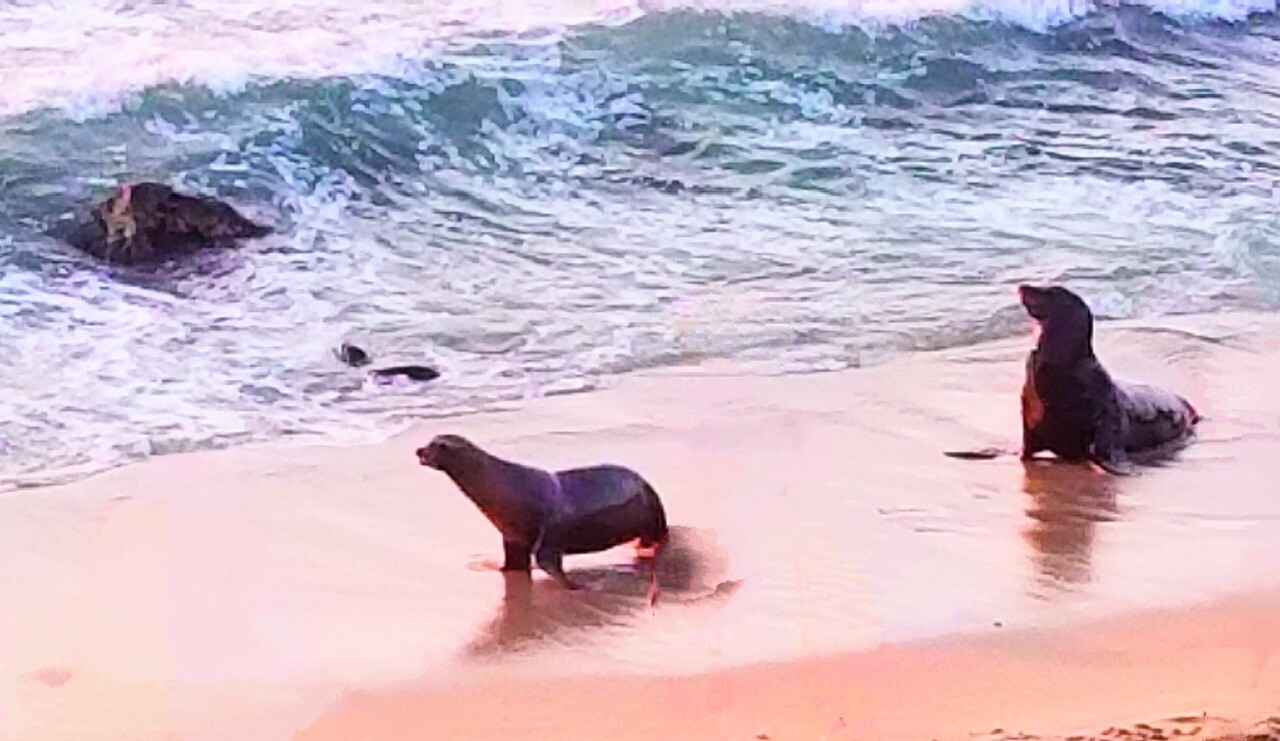 Breathtaking View in La Jolla Cove