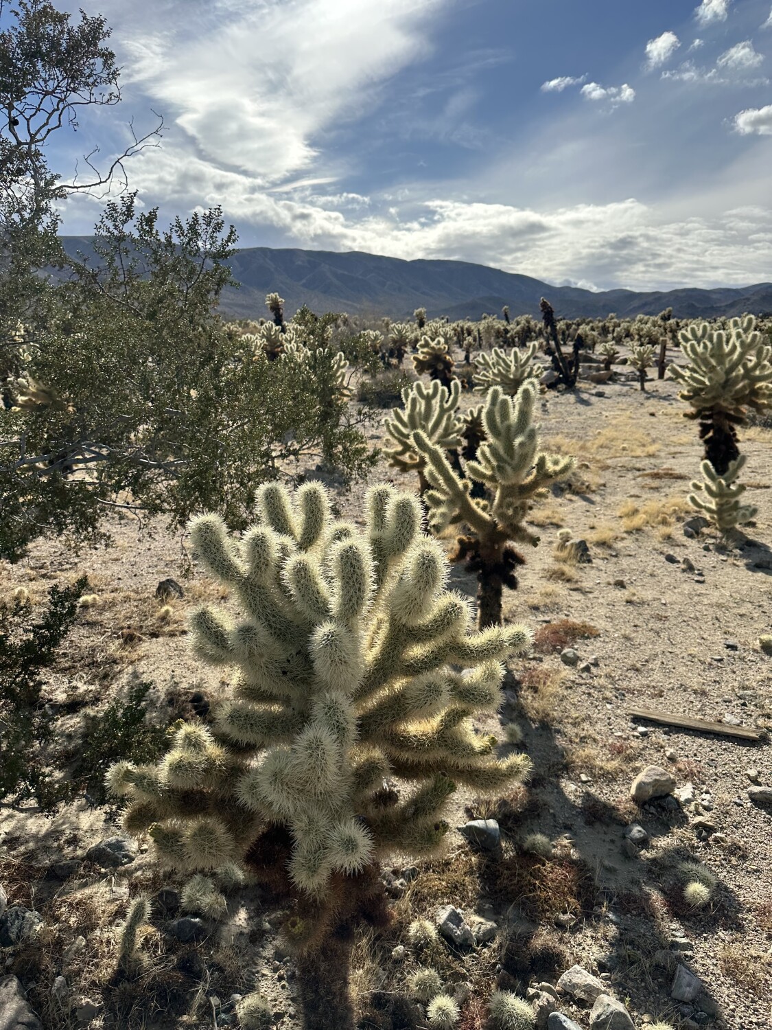 Joshua Tree