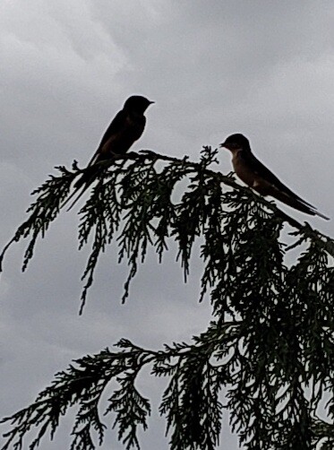 Birds of a Feather Flock Together