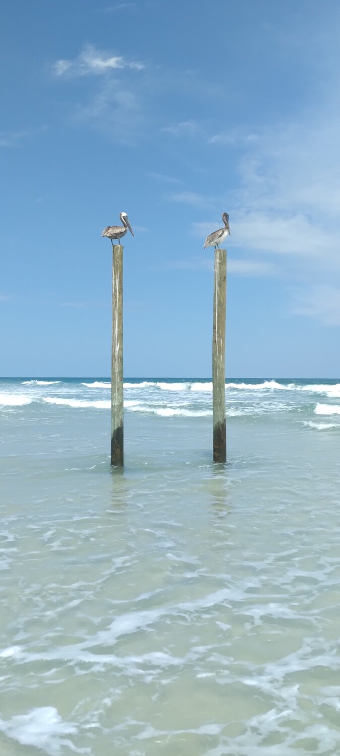 Pelicans