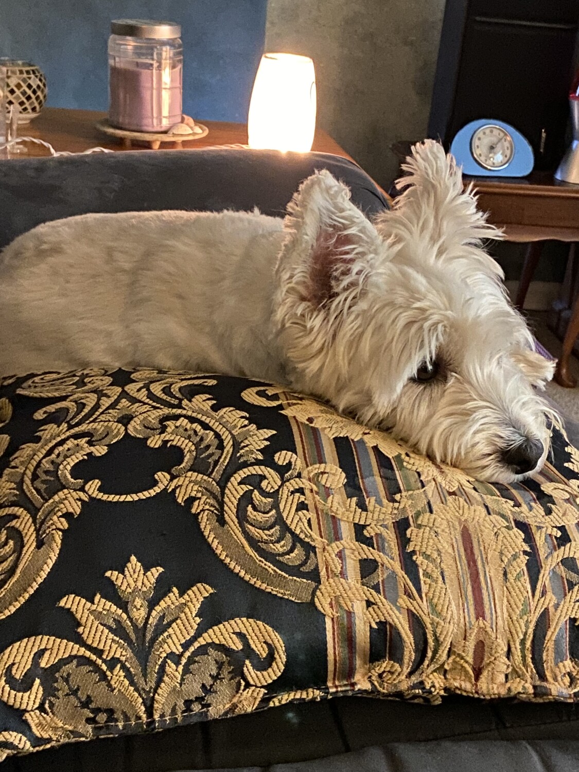 Molly getting comfortable