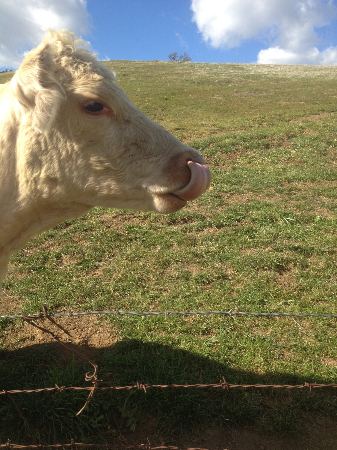 Cow Licking Their Own Nose