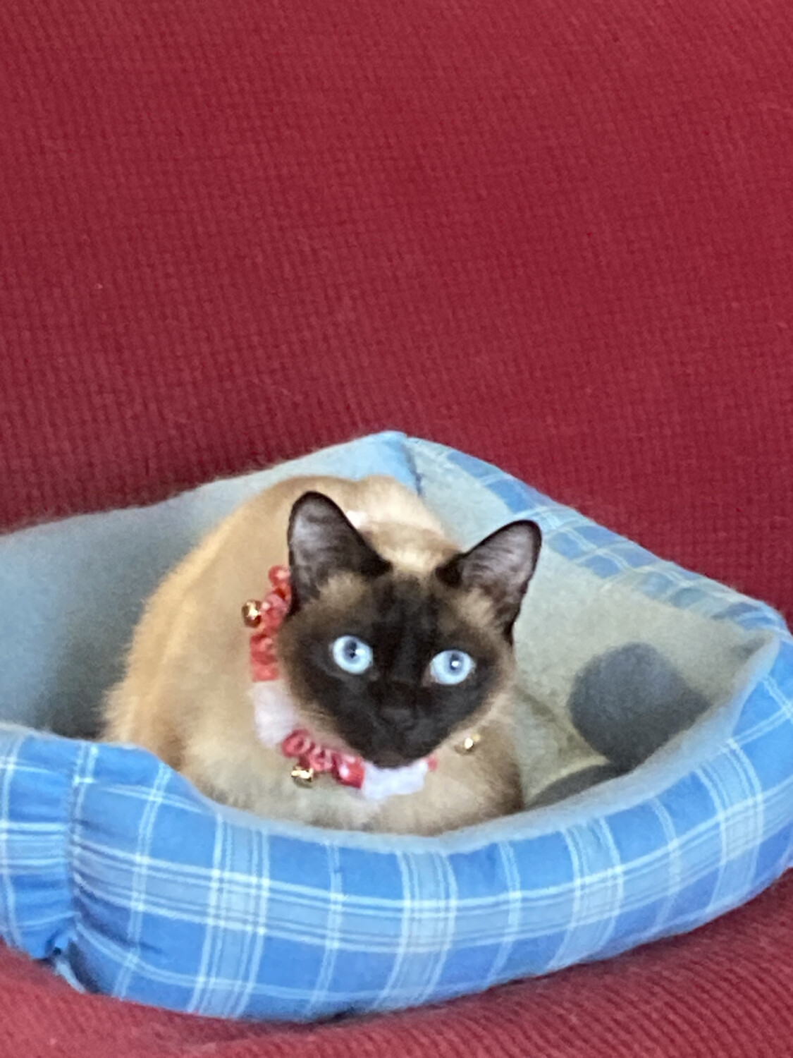 Dolly's 1st Christmas