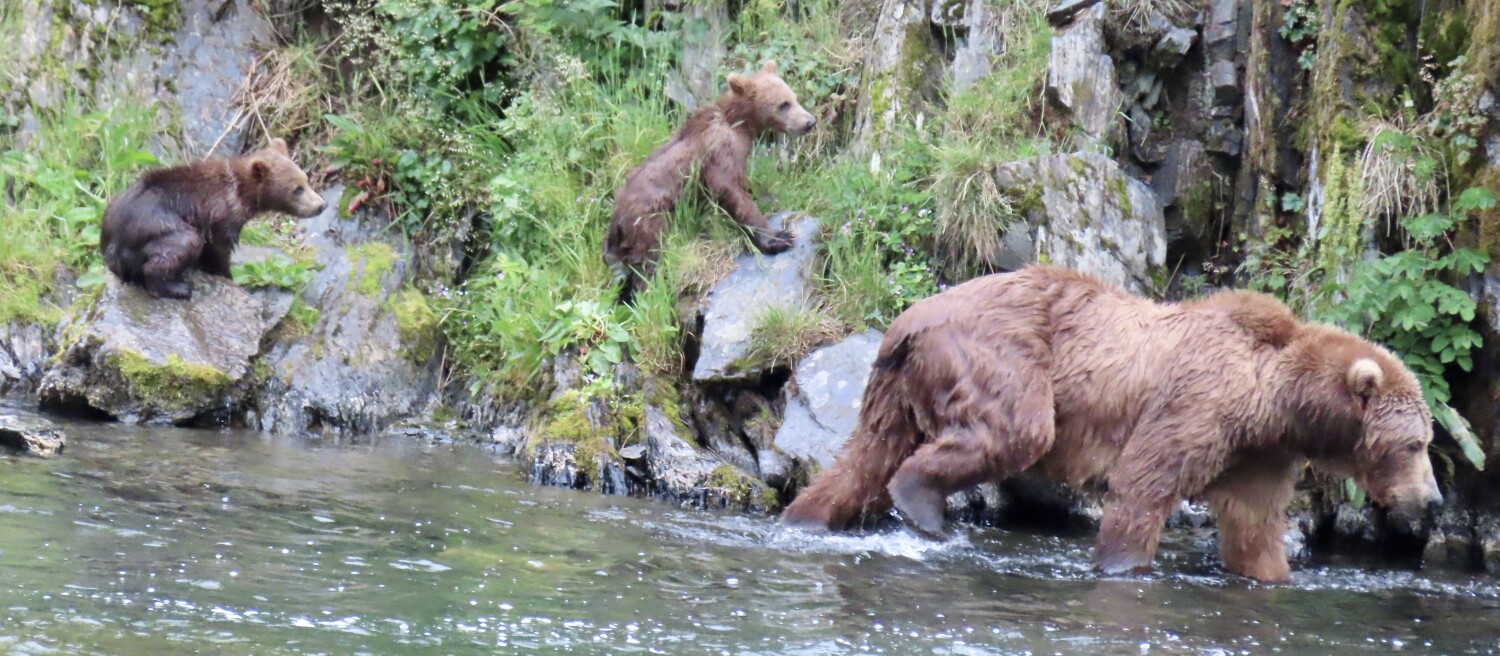 Kodiak Bears