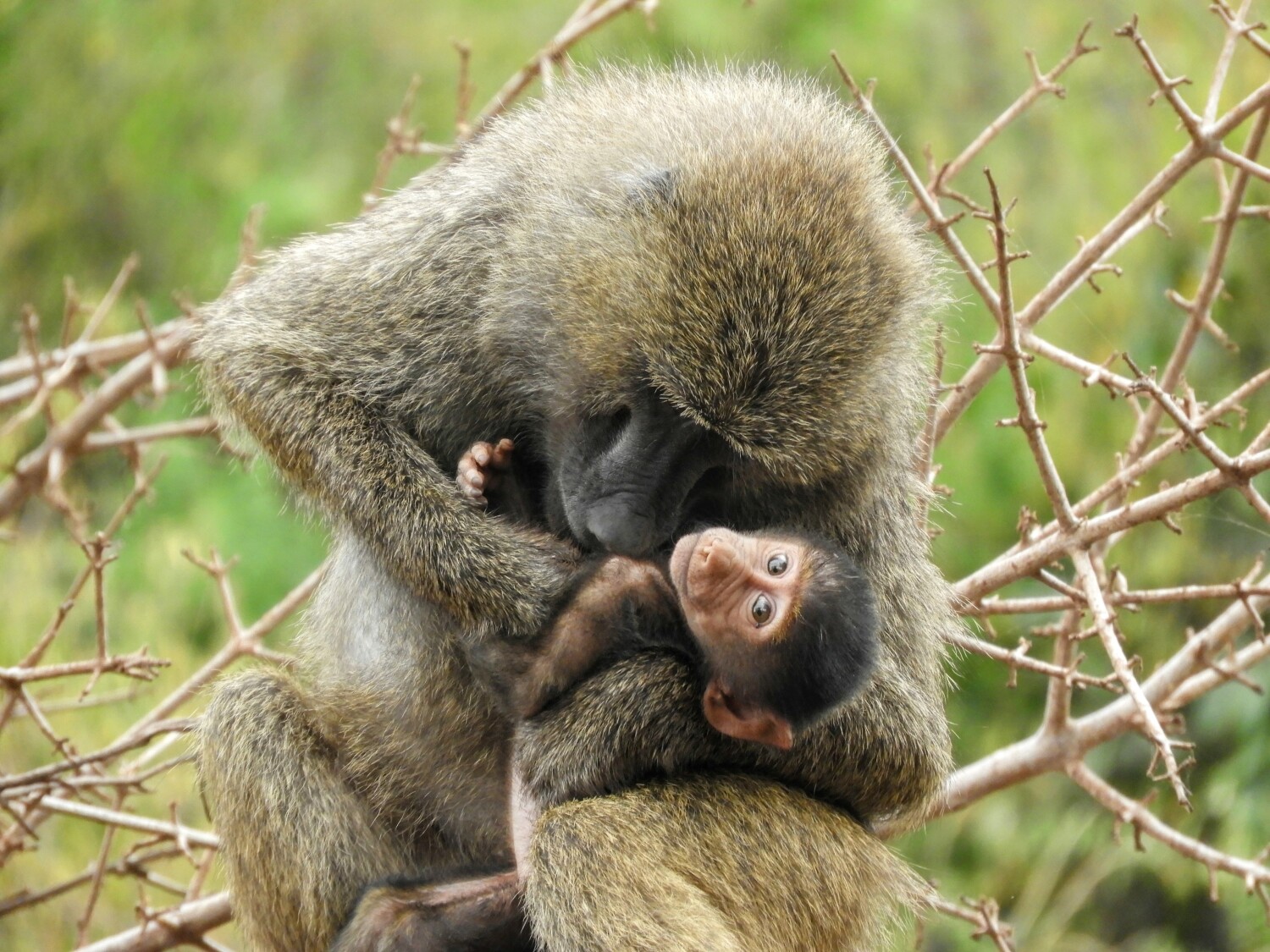 Baboon mother and child