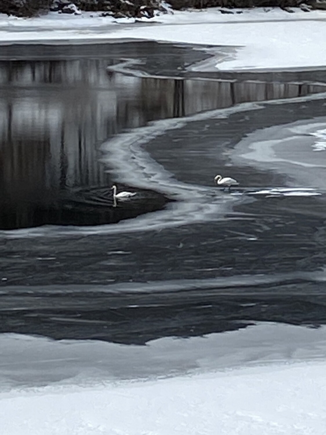 For the Love of Swans 🦢