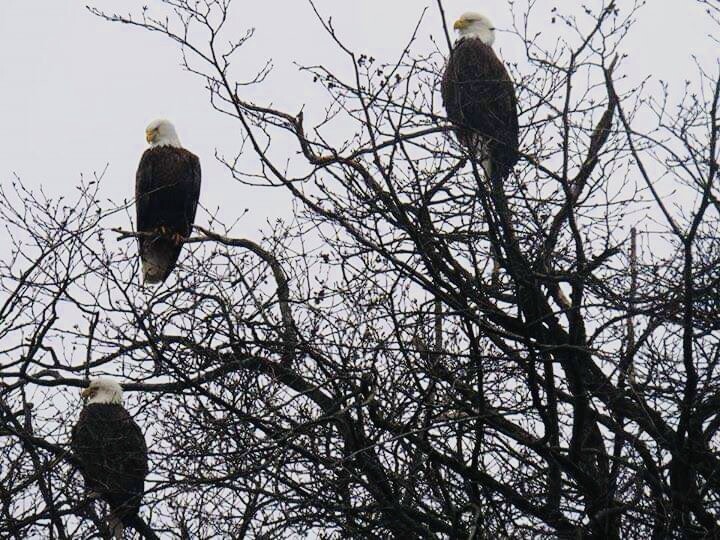 Eagles known as King of Birds!