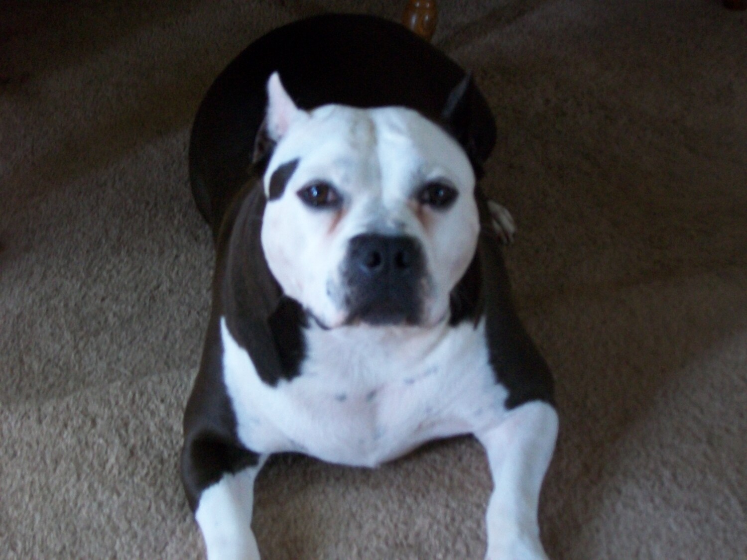 GlLORIOUS SHARPSHOOTER