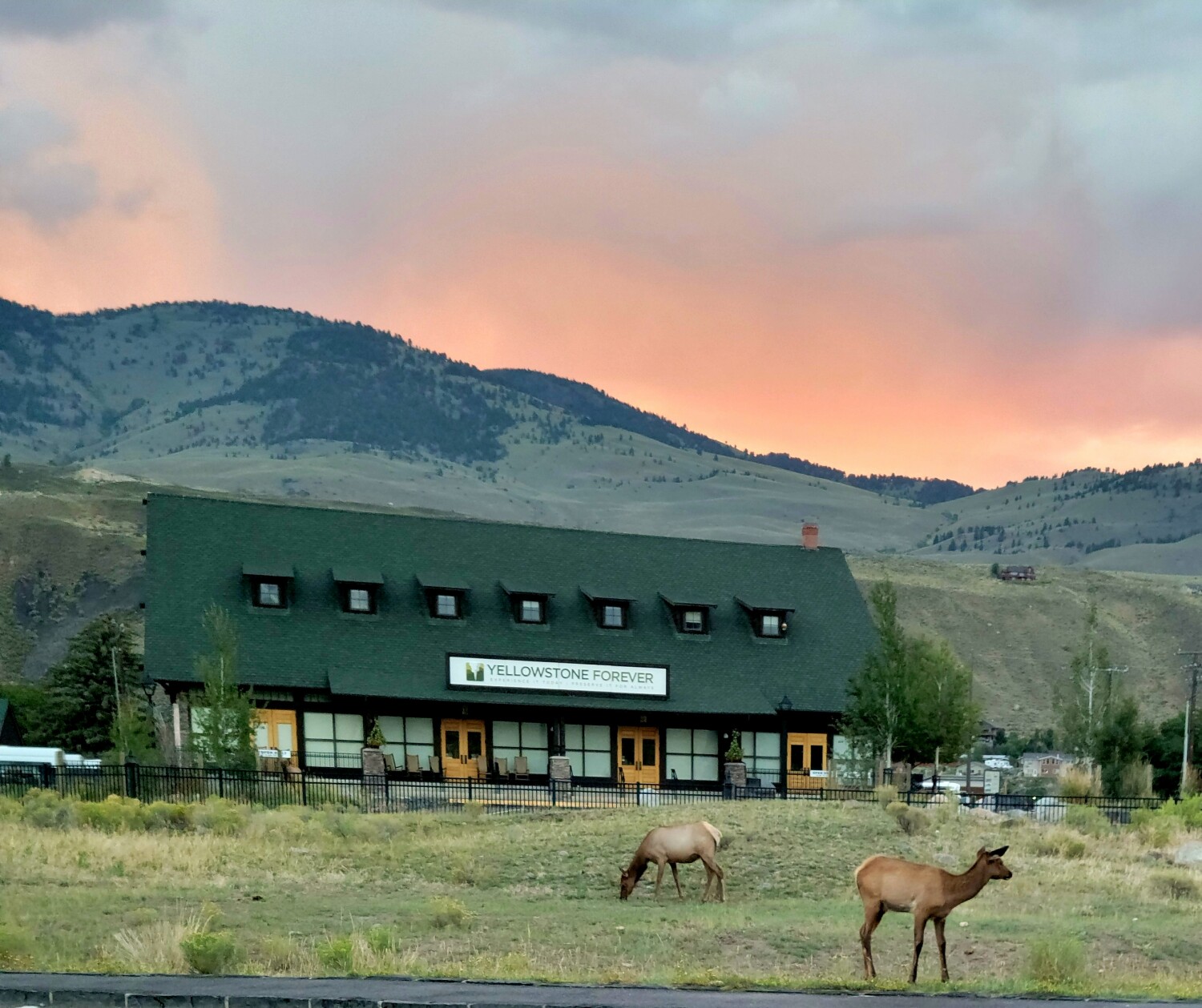 Good Morning in Yellowstone