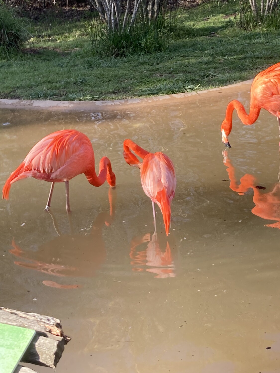 Flamingo