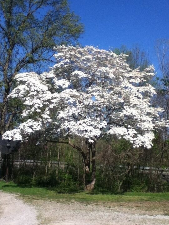 Spring tree