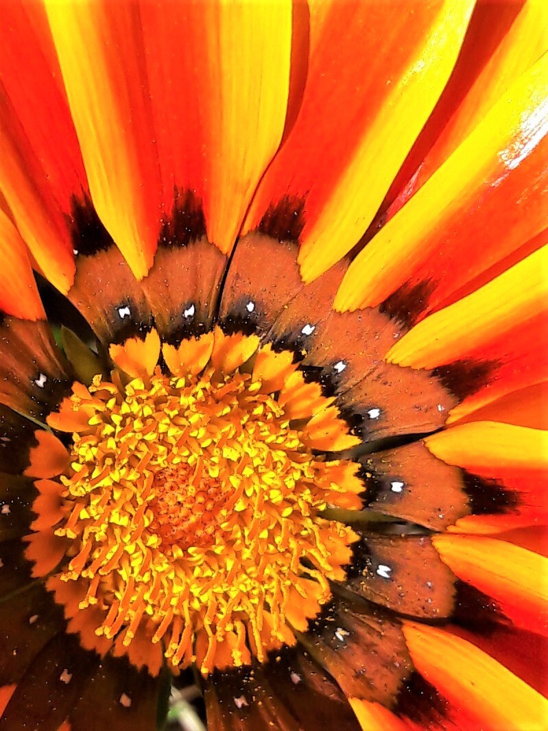 African Daisy Sunrise