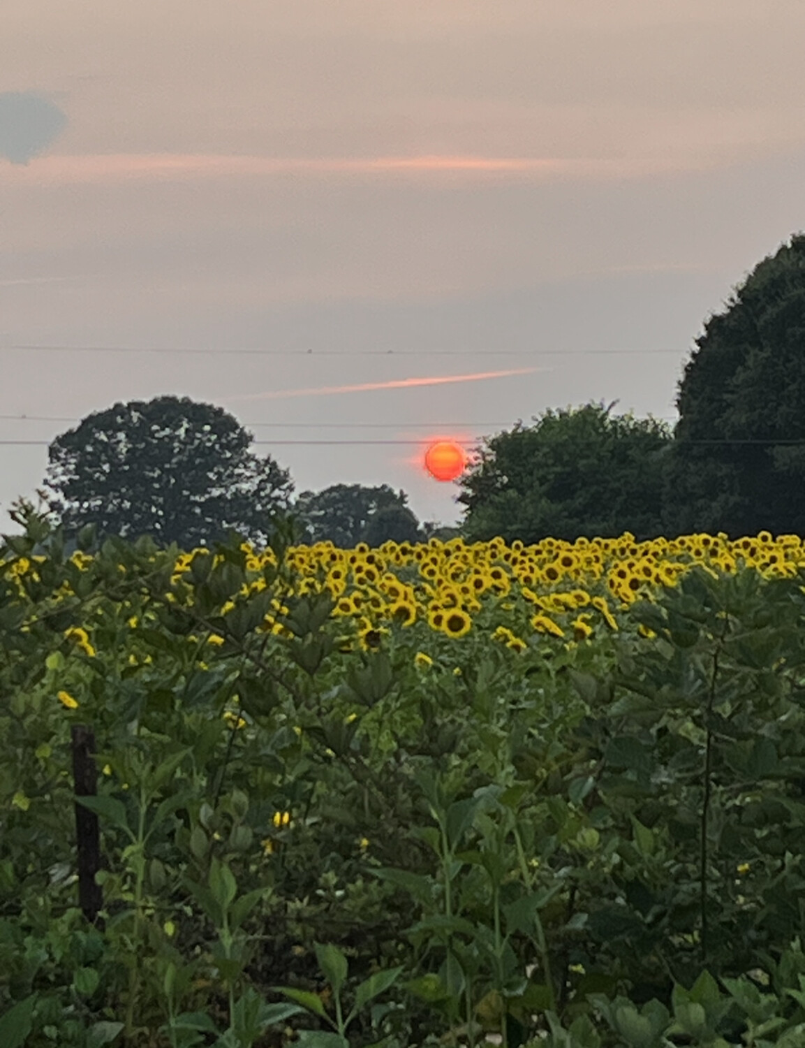 Sunflower sunset
