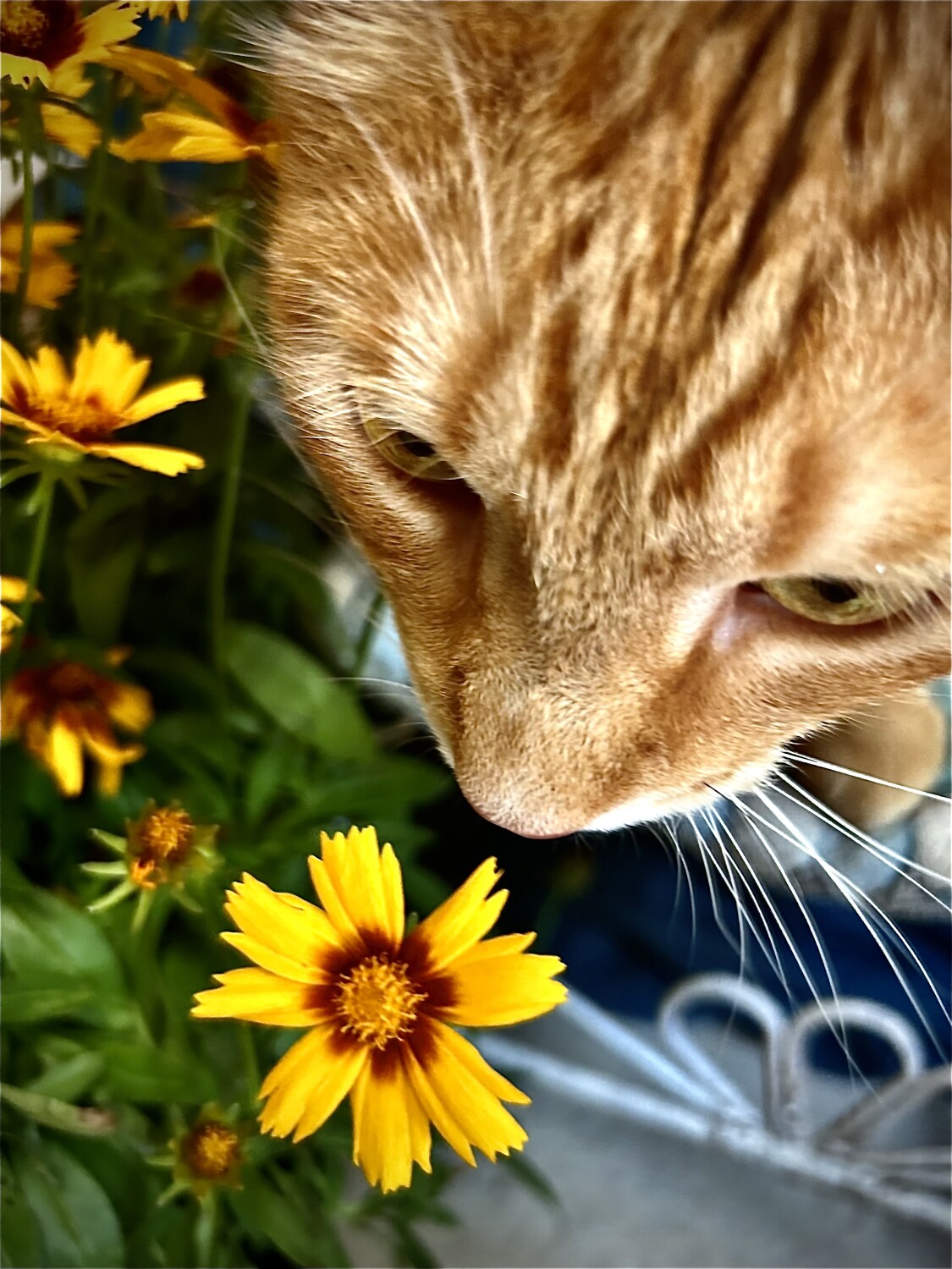 Kirby & a flower