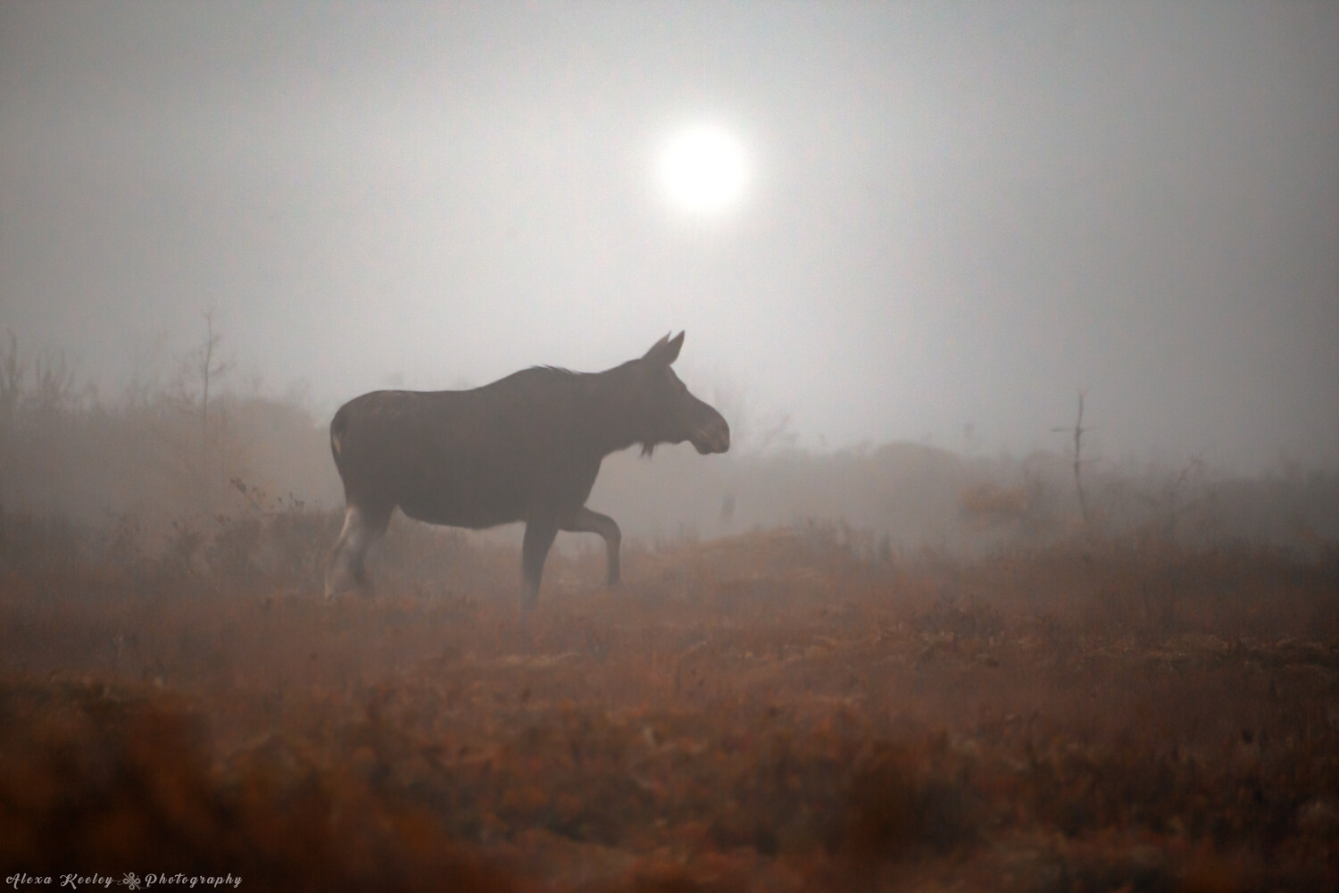 Moose Mornings