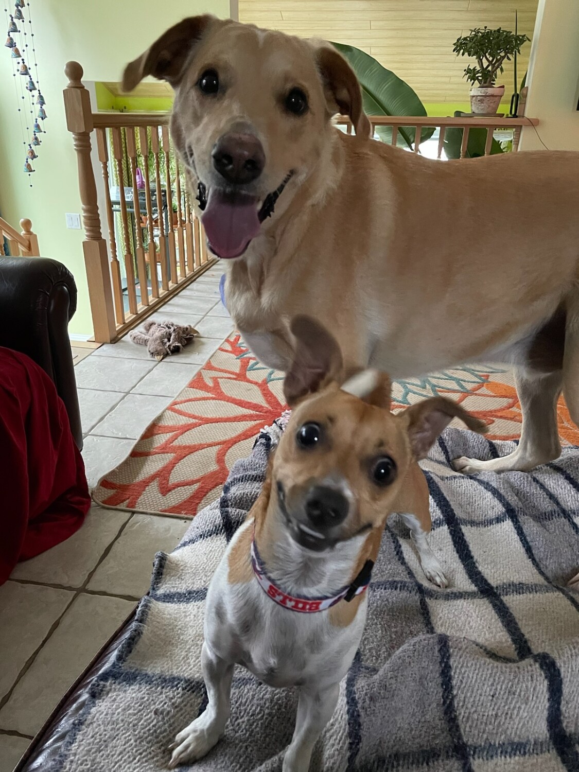 Best Friends Furever