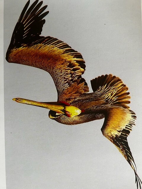 Diving Brown Pelican