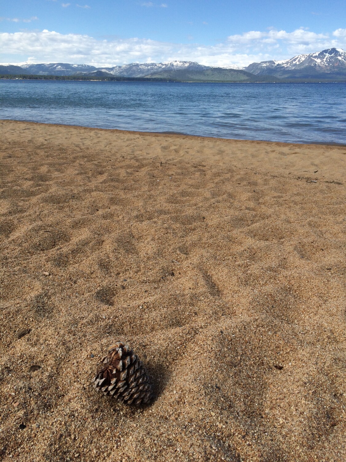 Lone Pinecone on Beach