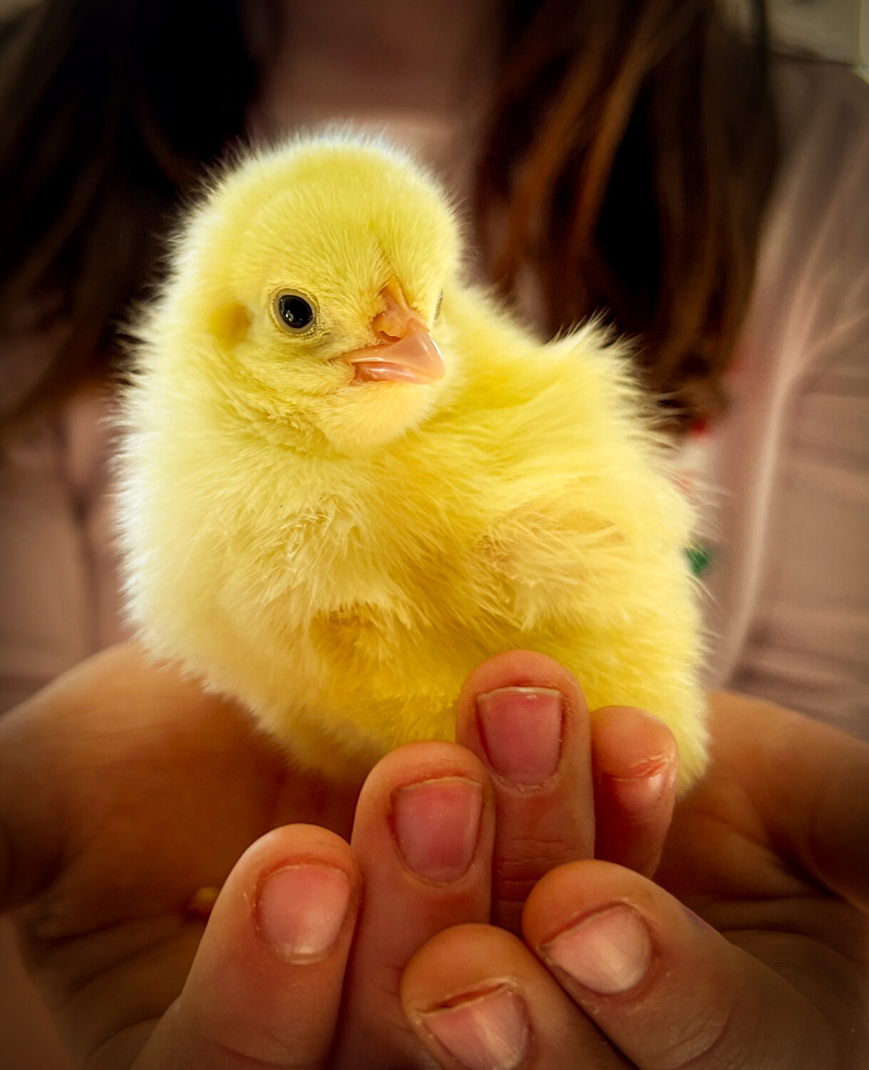 A Chick in the Hand