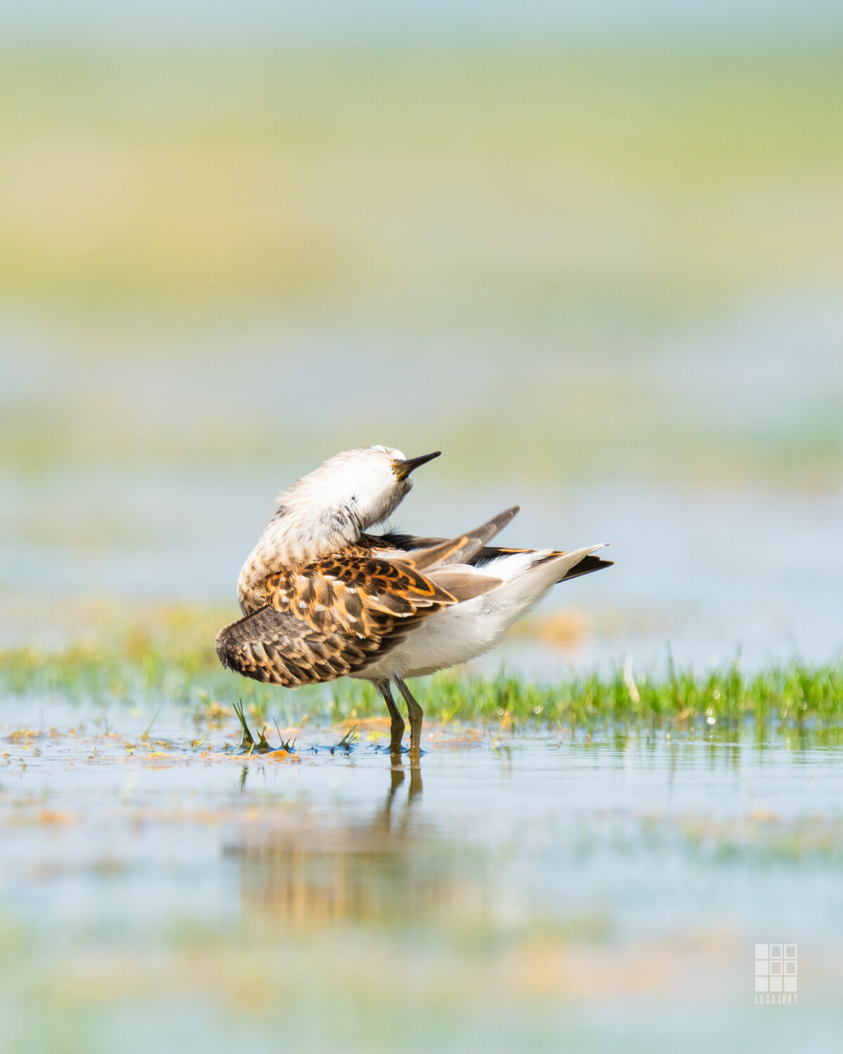 Happy Sanderling