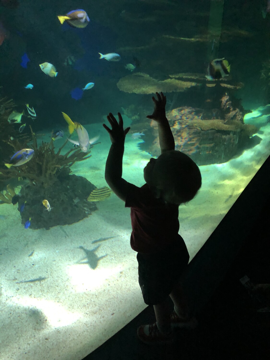 Adam and the fishies