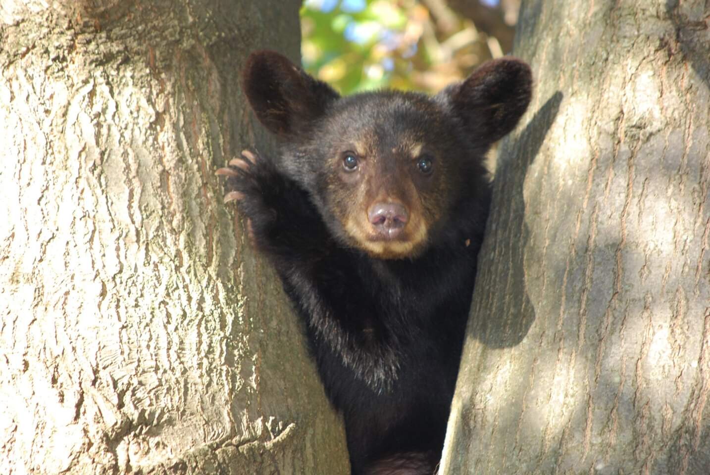 Cub