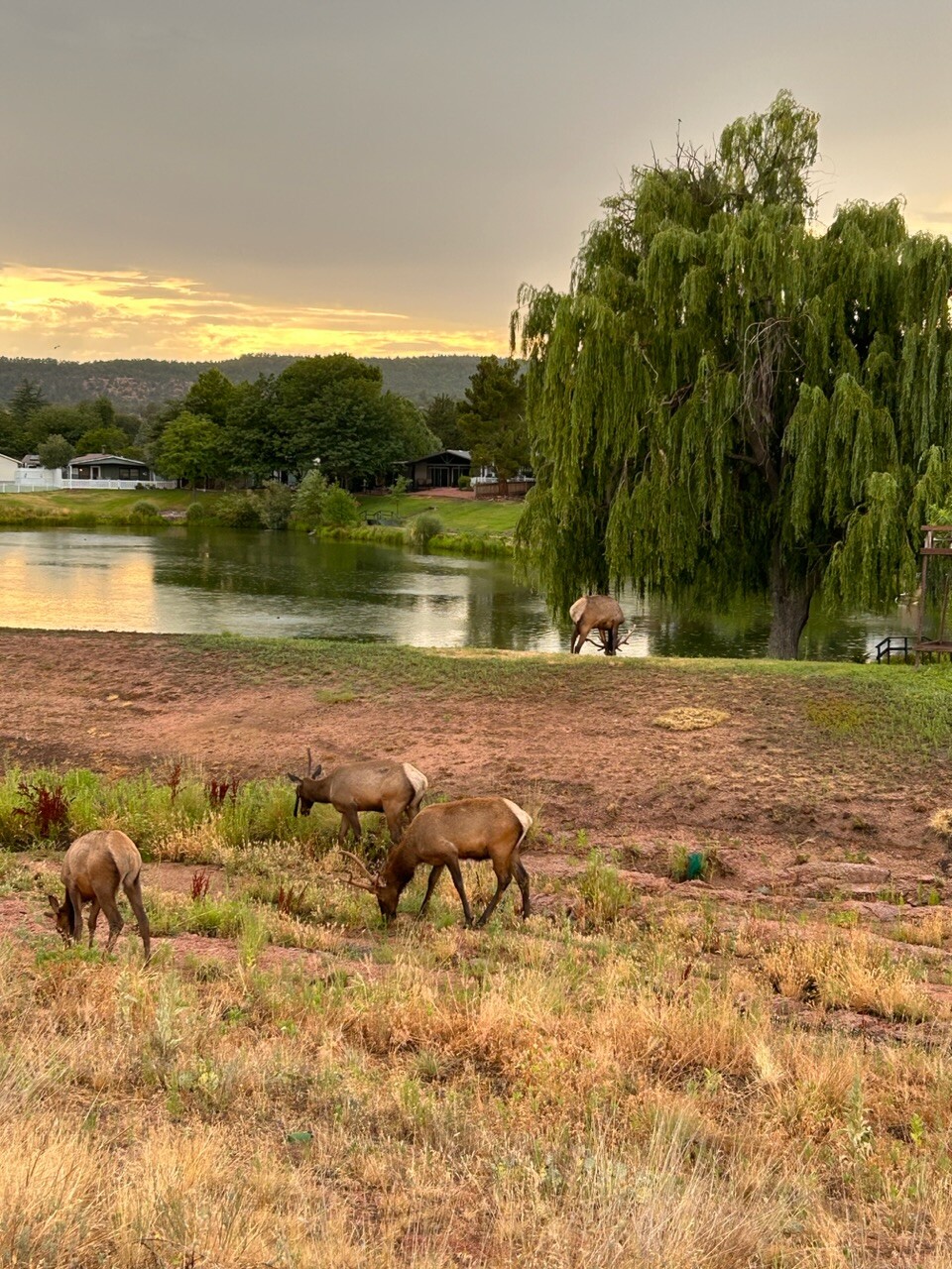 Arizona Elk Family
