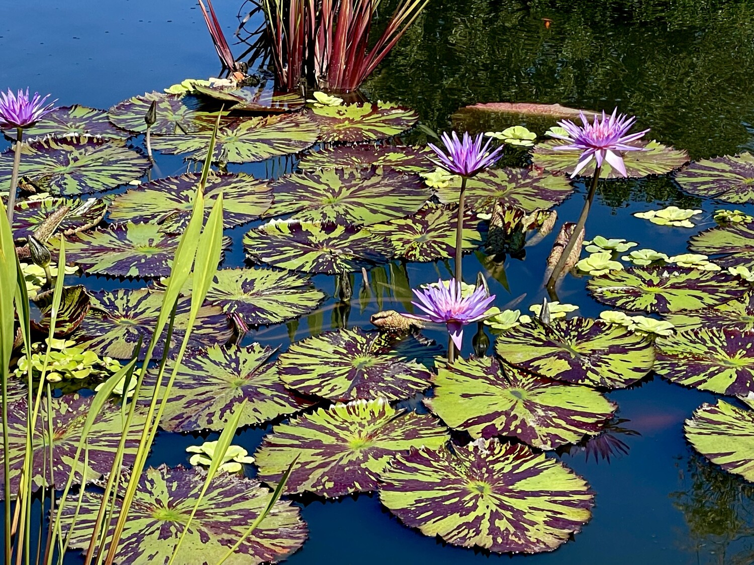 Lily pond