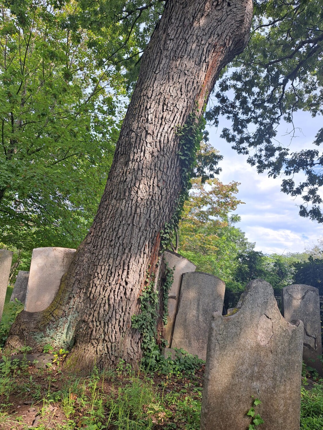 Tombstone tree