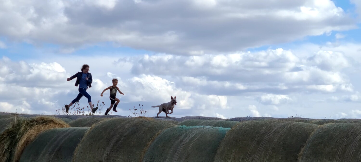 Running free on the Farm