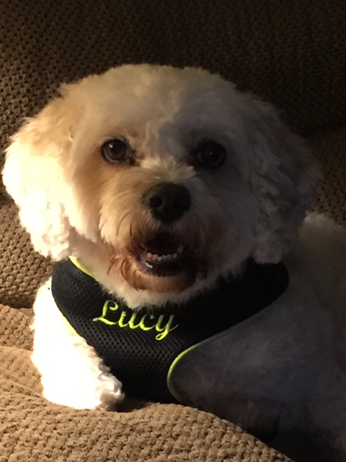 Lucy