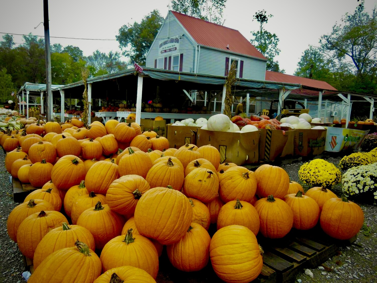 Pumpkins and more