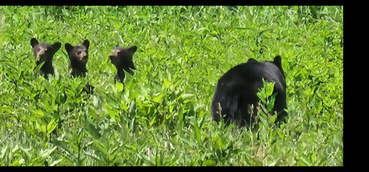 Teach them while they are young