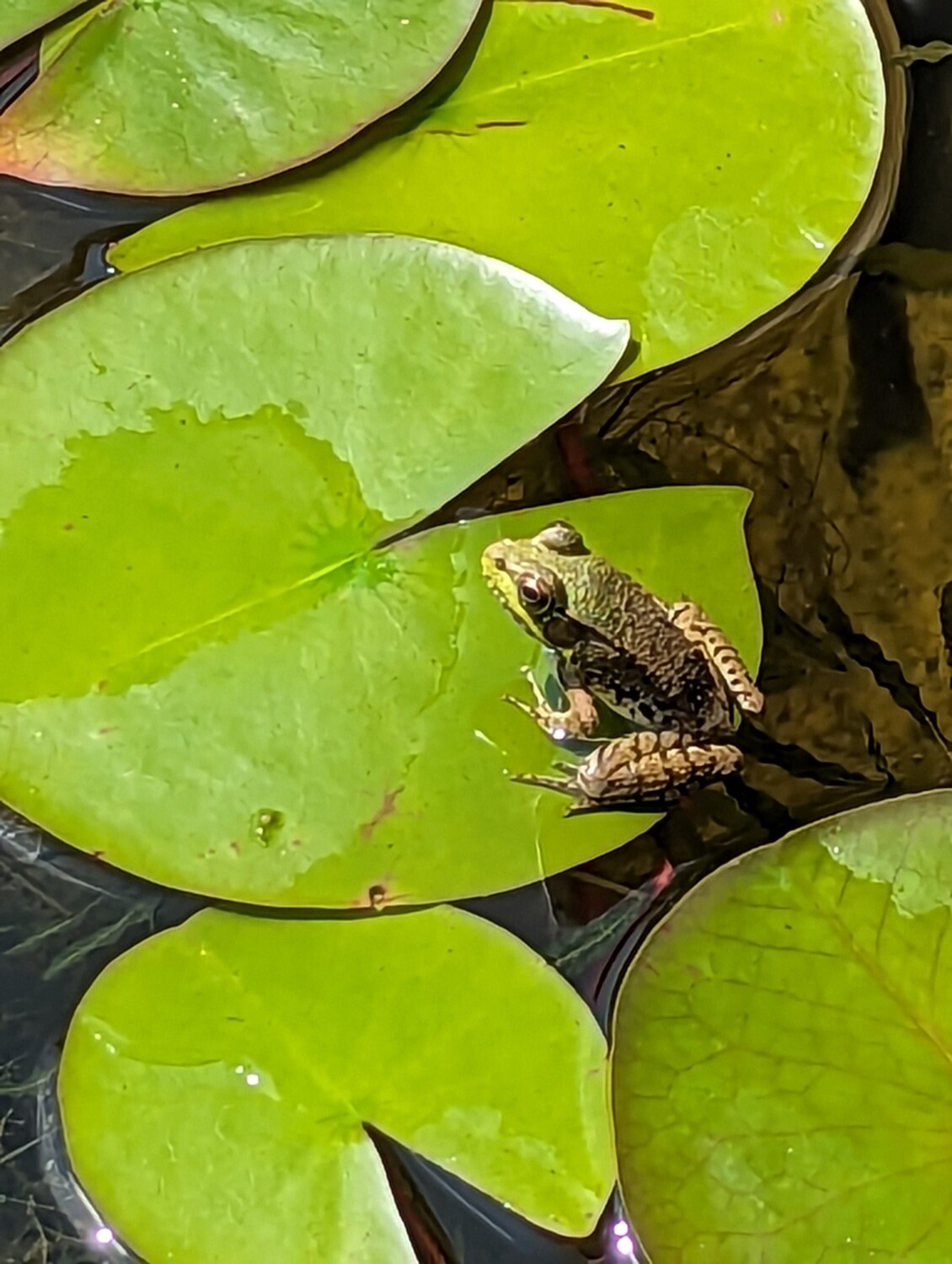 Frog on Lily Pad