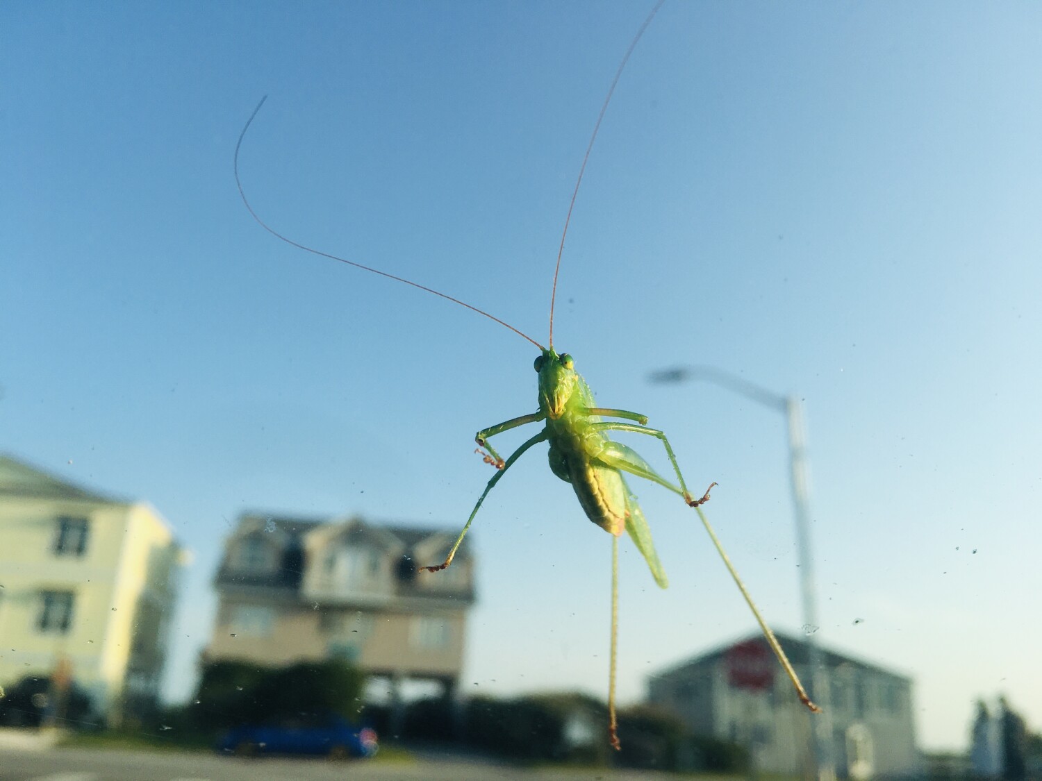 Grasshopper