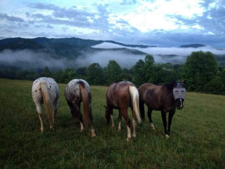 Smoky Mountian Morning