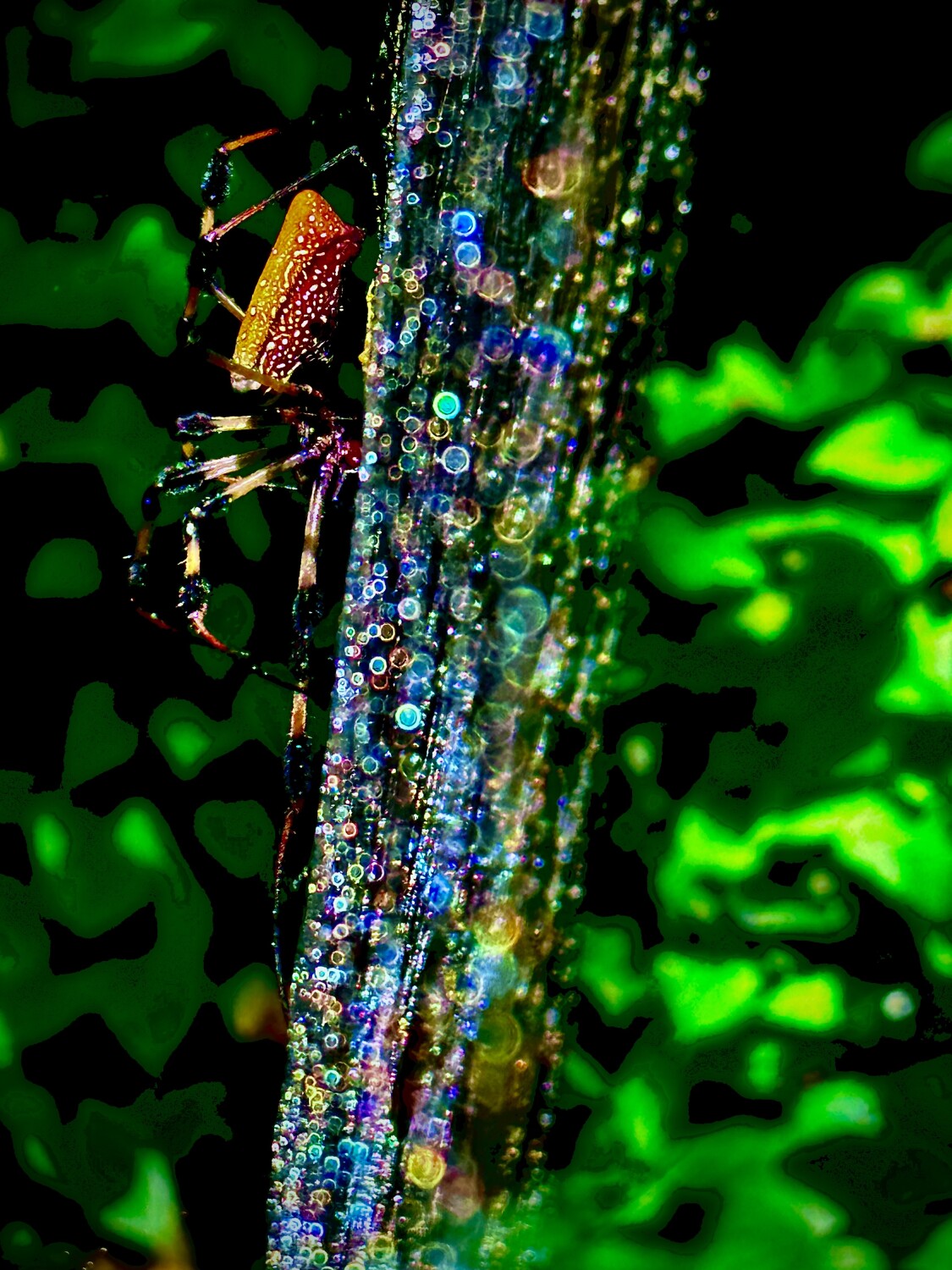 Spider’s Morning Dew