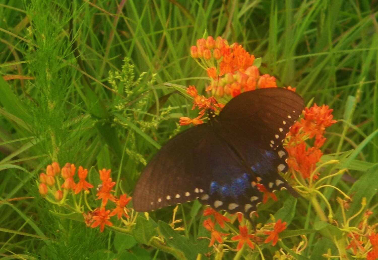 Butterfly Bush