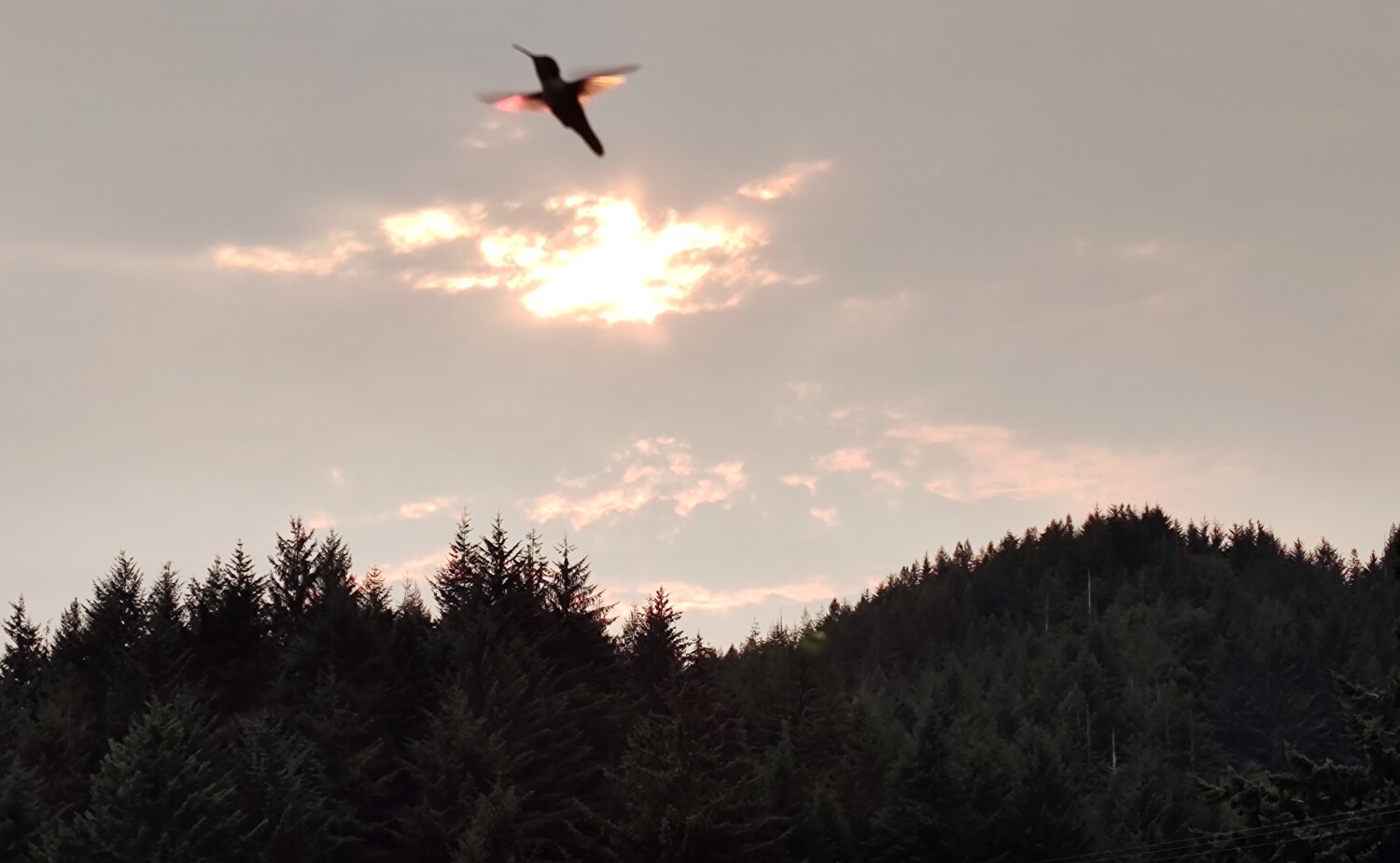 Hummingbird with smokey sky