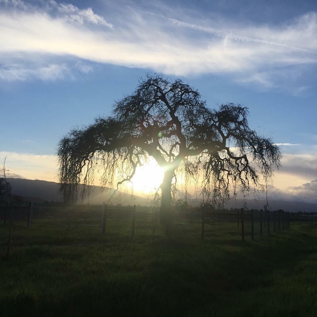 Chasing sunset 🌅 in SJ, Ca