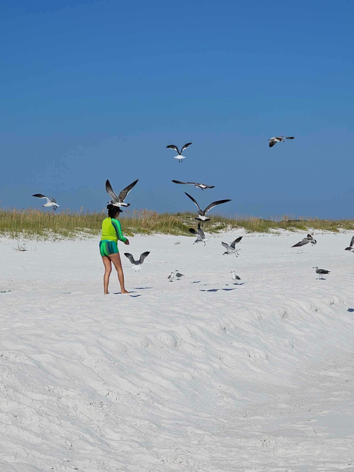 Seagull at the Beach