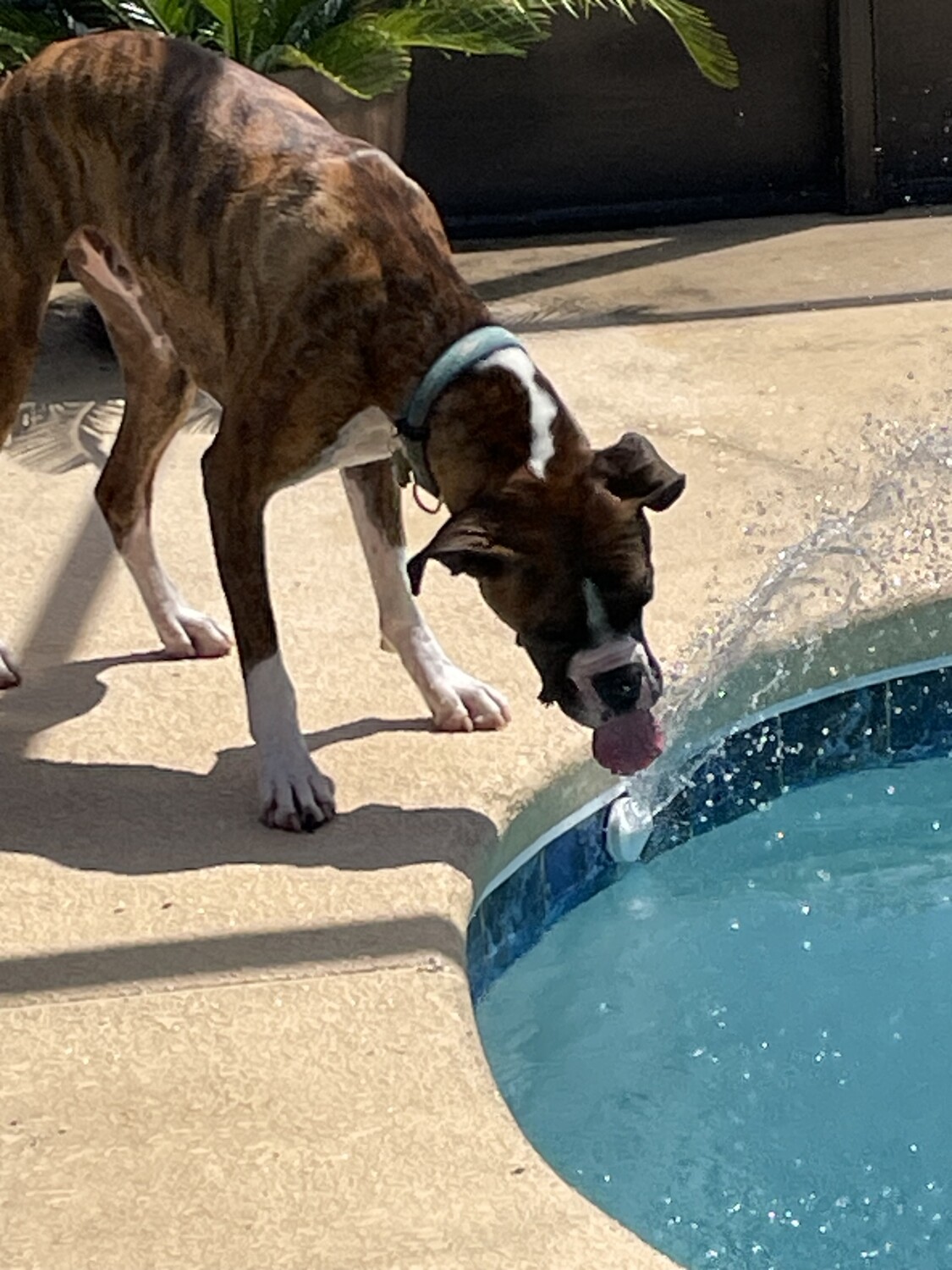 Whisky savoring the water