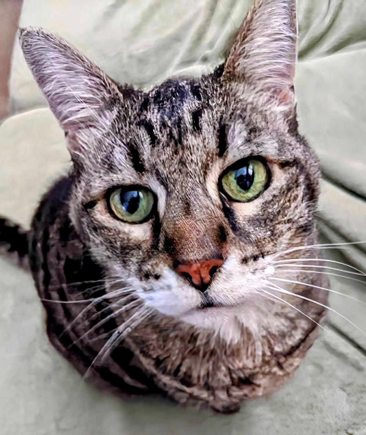 Competition Page | Mamacat | Anthony Jurkovich | Mama cat was 26. I had ...