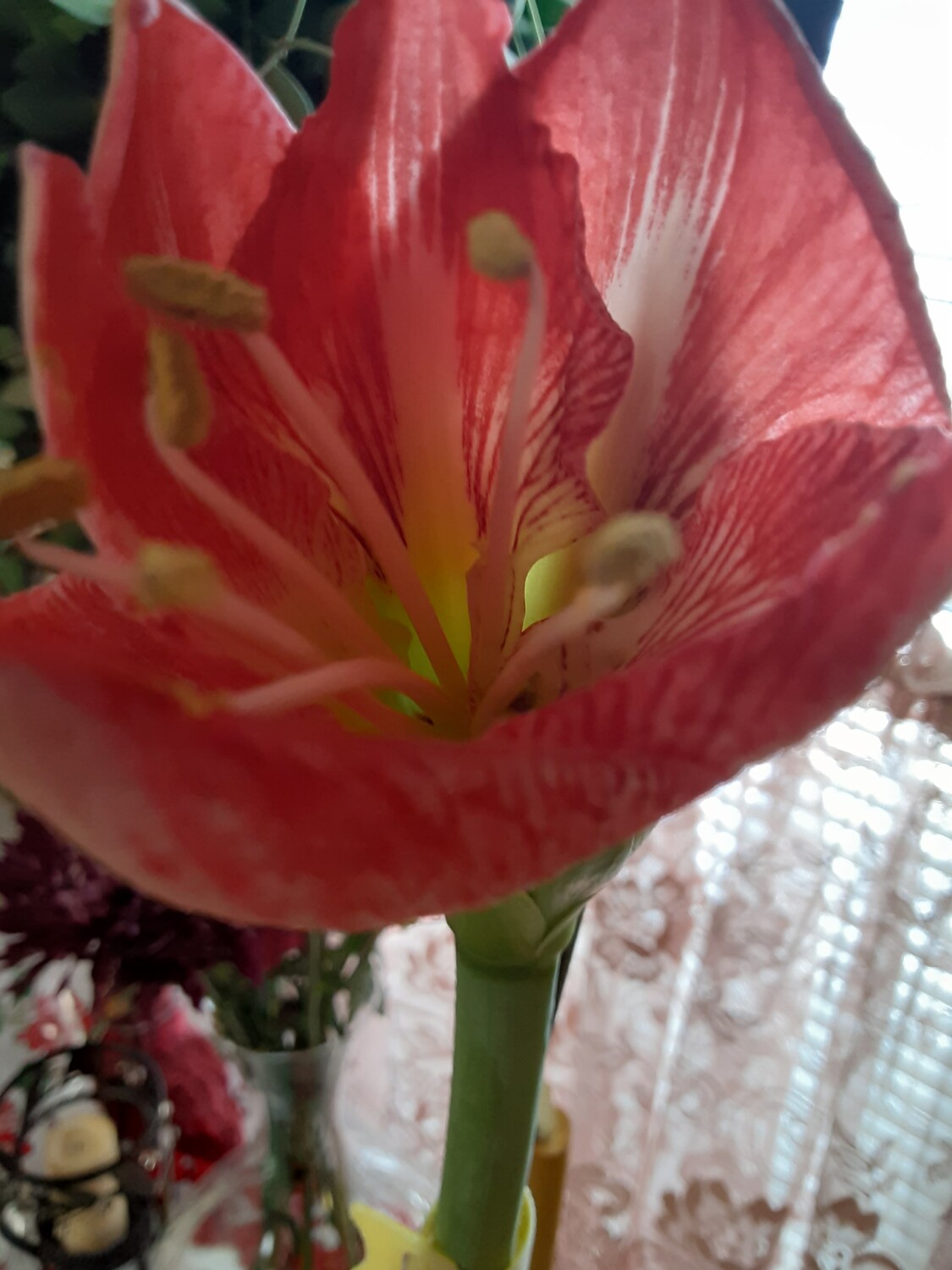 Amaryllis