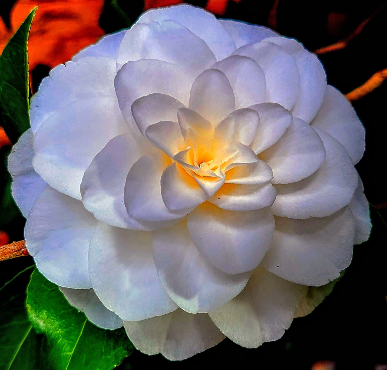 Flower and sunlight.