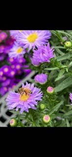 Purple Bee