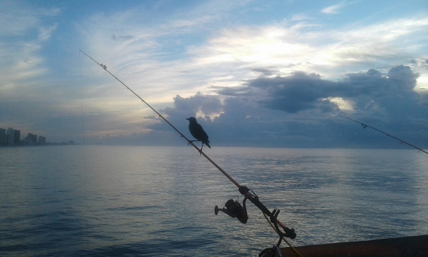 Early Bird catches the fish