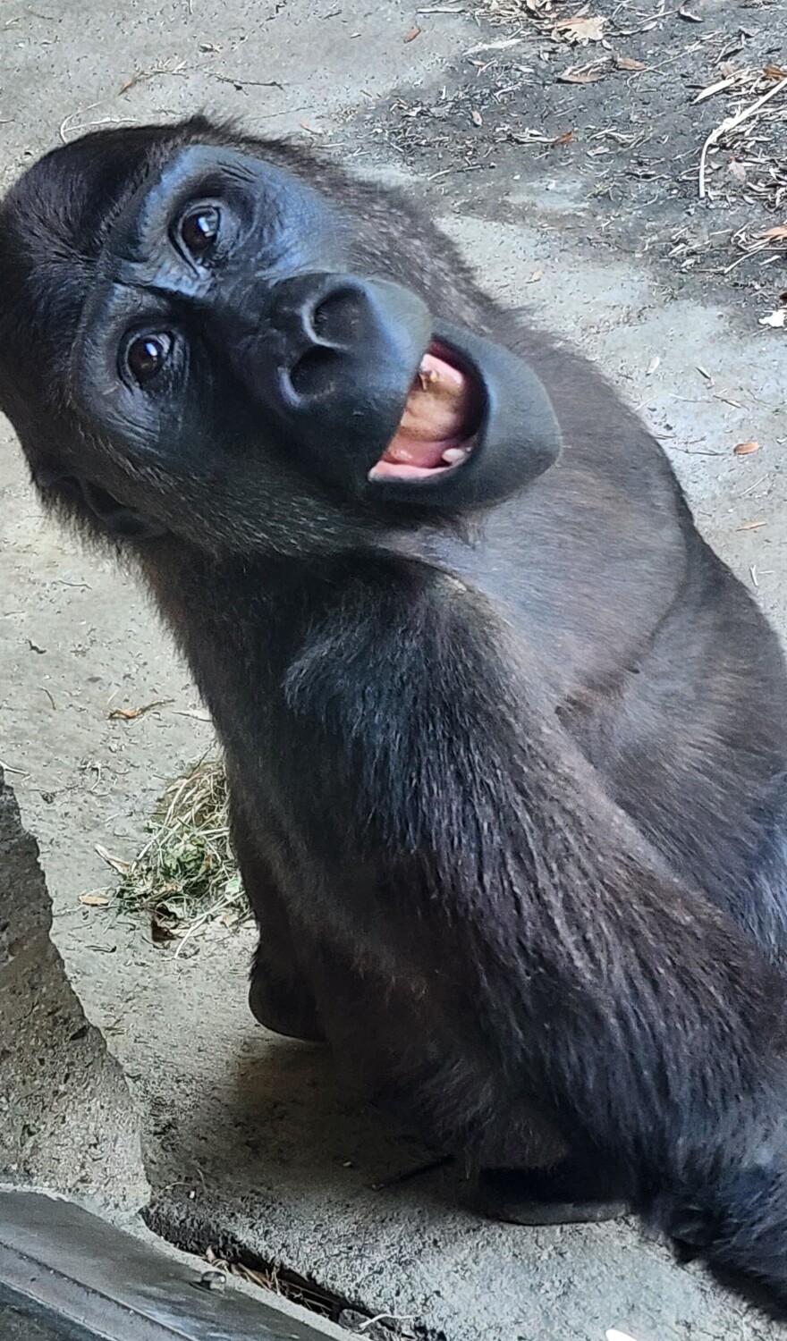 Gorilla at Pittsburgh Zoo